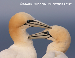 Grooming Gannets.jpg